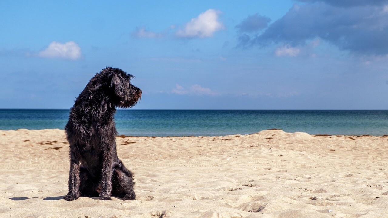dog friendly places NSW