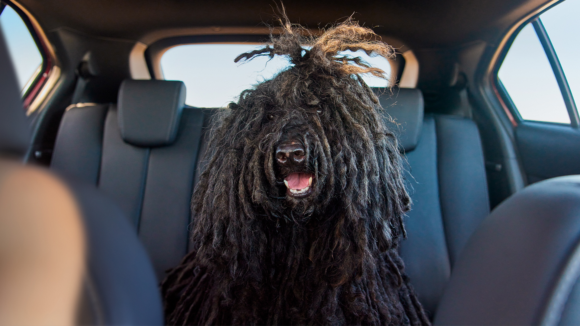 Restraining dogs in cars Mitsubishi Motors