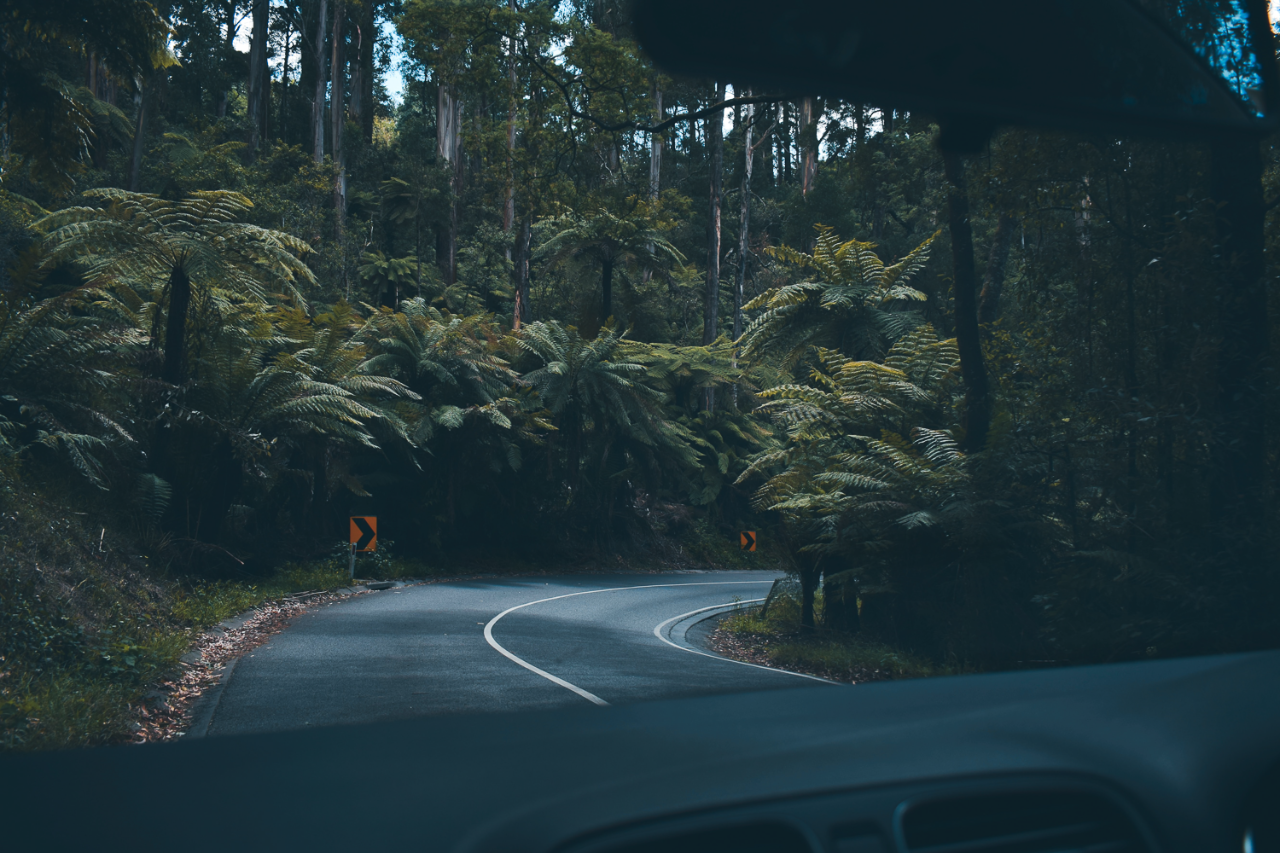 road trip through a winding forest road